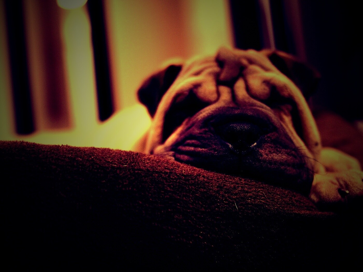 Щенок шарпея спит обои