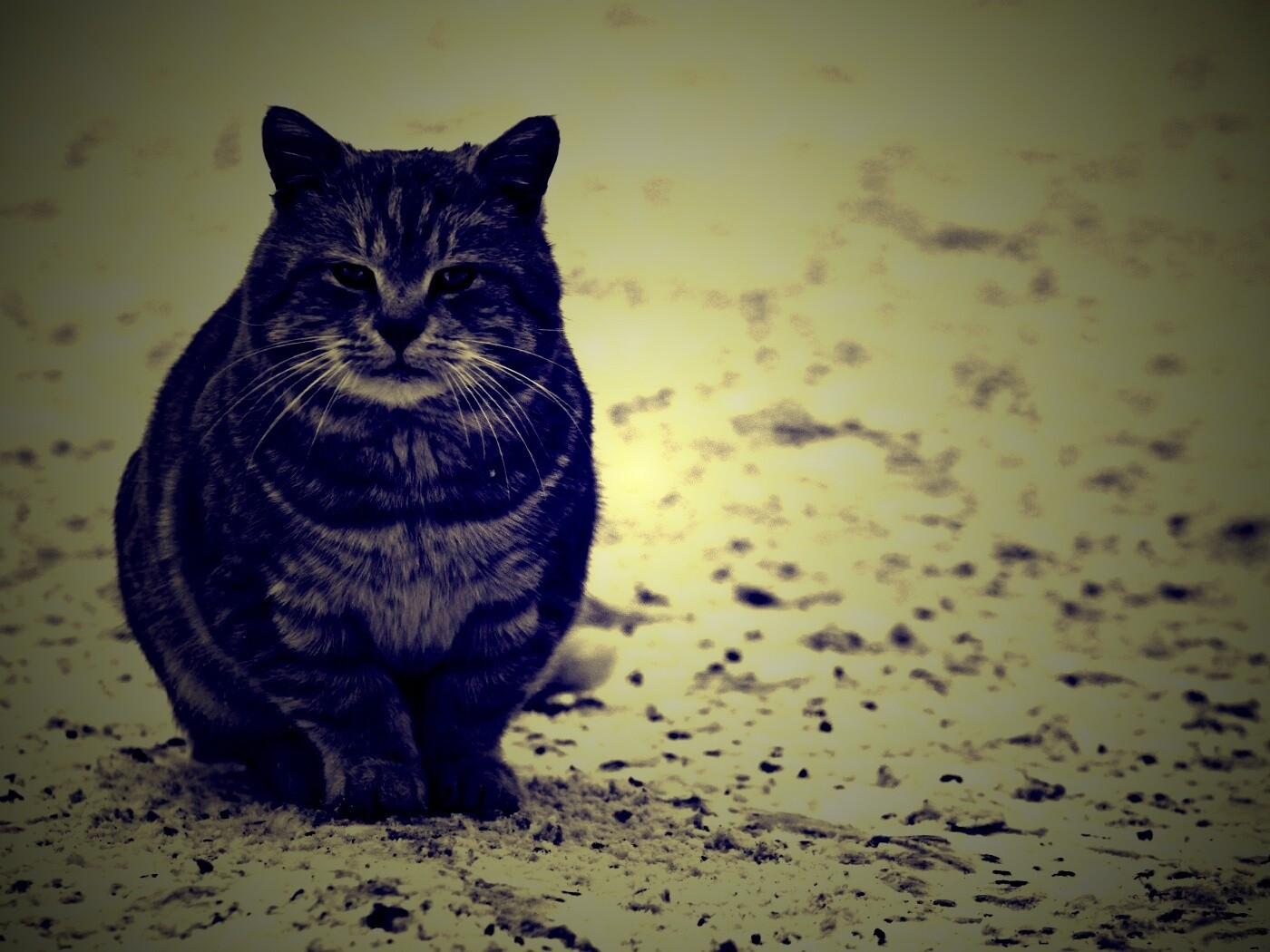 Тяжелый взгляд котэ обои