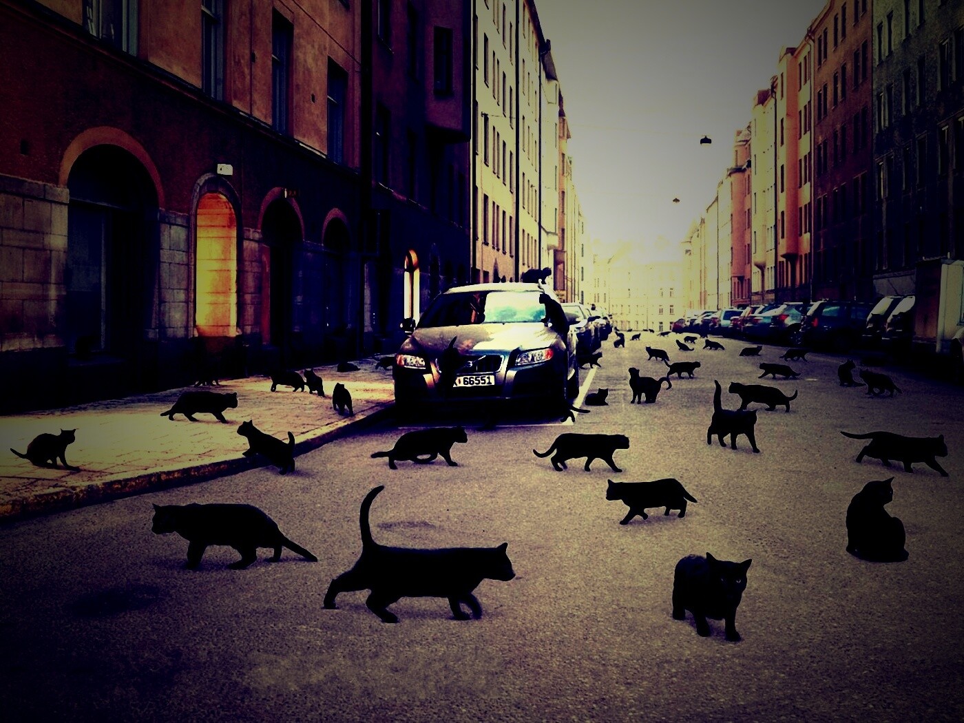 Город кошек обои