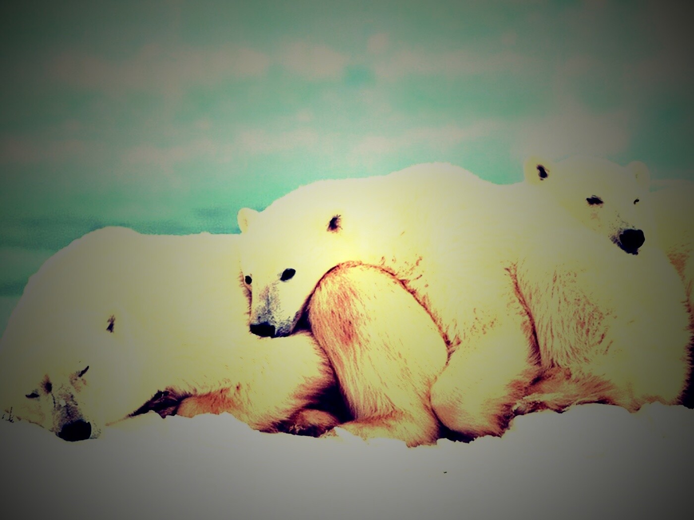 Белые мишки спят обои