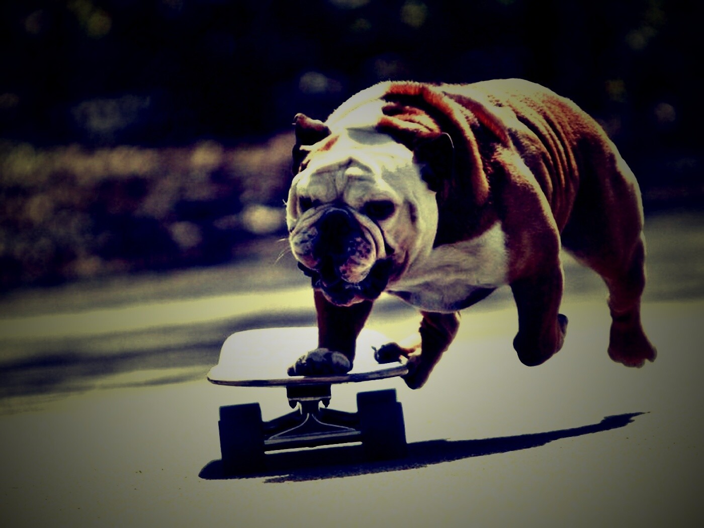 Собака на скейтборде обои