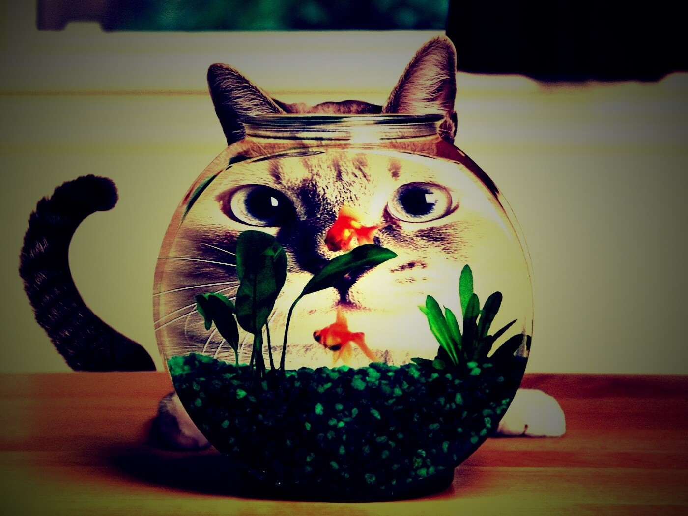 Сферический код за аквариумом обои