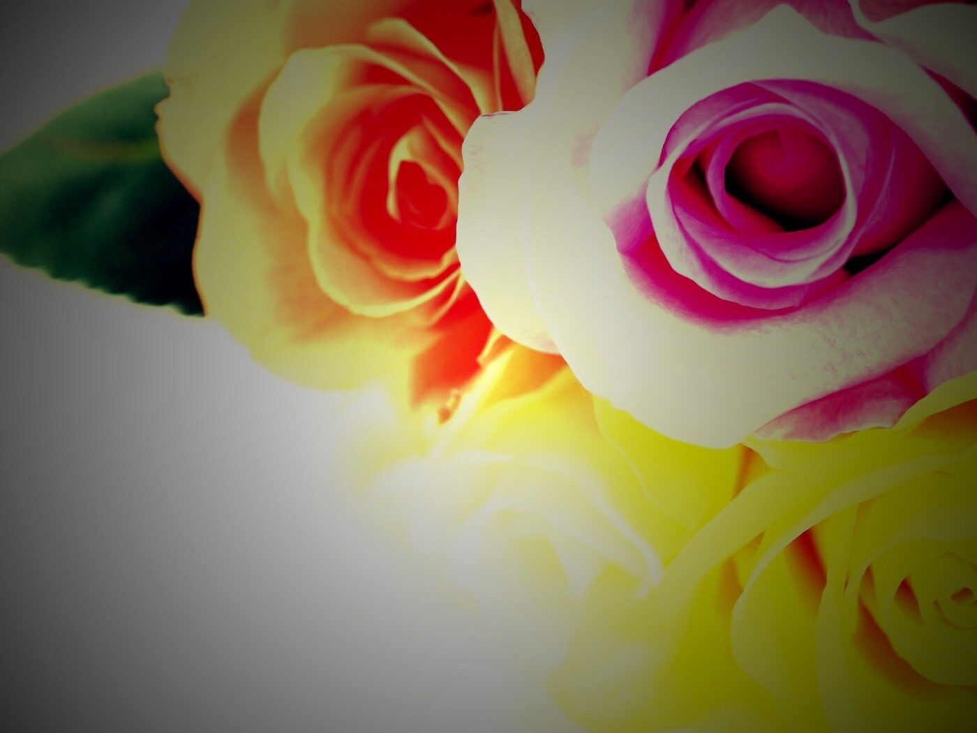 Букет разноцветных роз обои