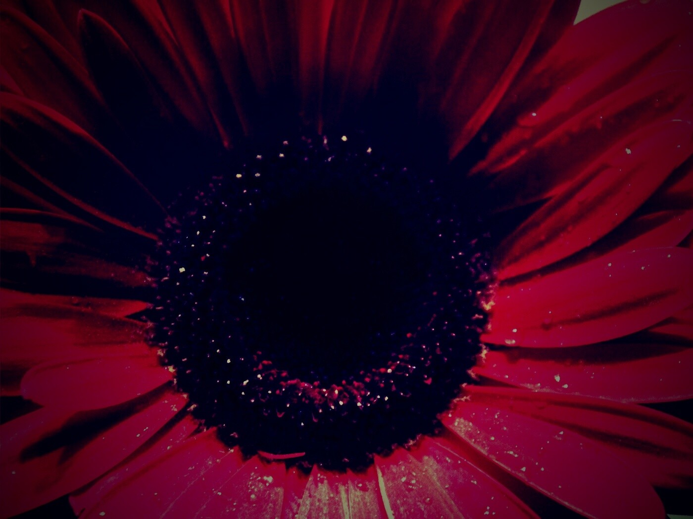 Красная гербера обои