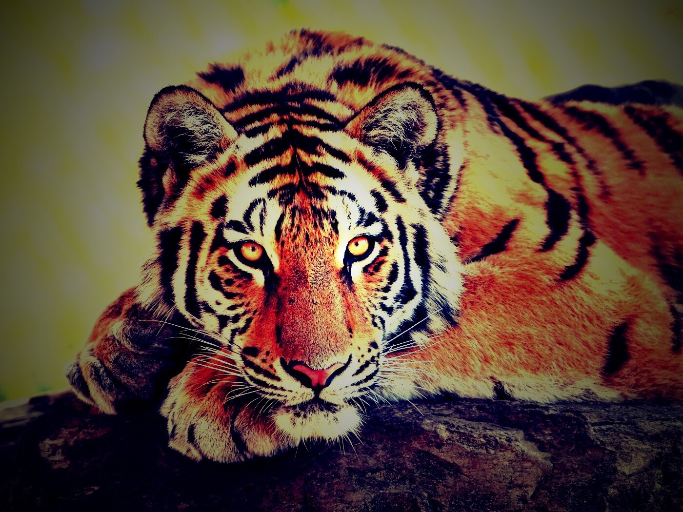 Большая полосатая кошка обои