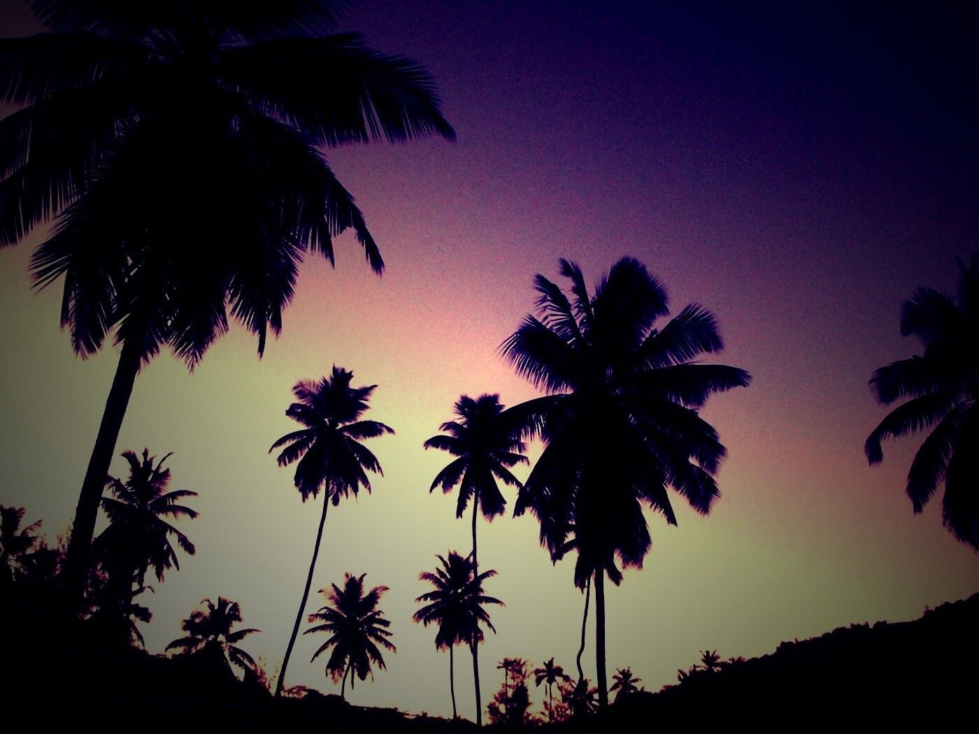 Пальмы на фоне фиолетового неба обои