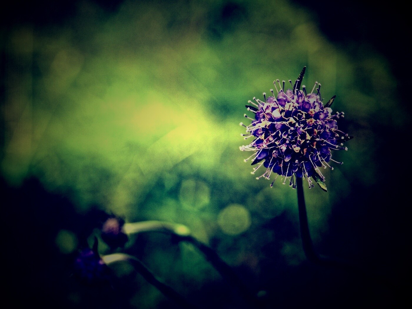 Цветок в макро обои