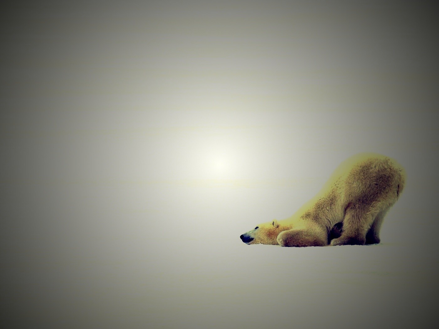 Полярный мишка в смешной позе обои