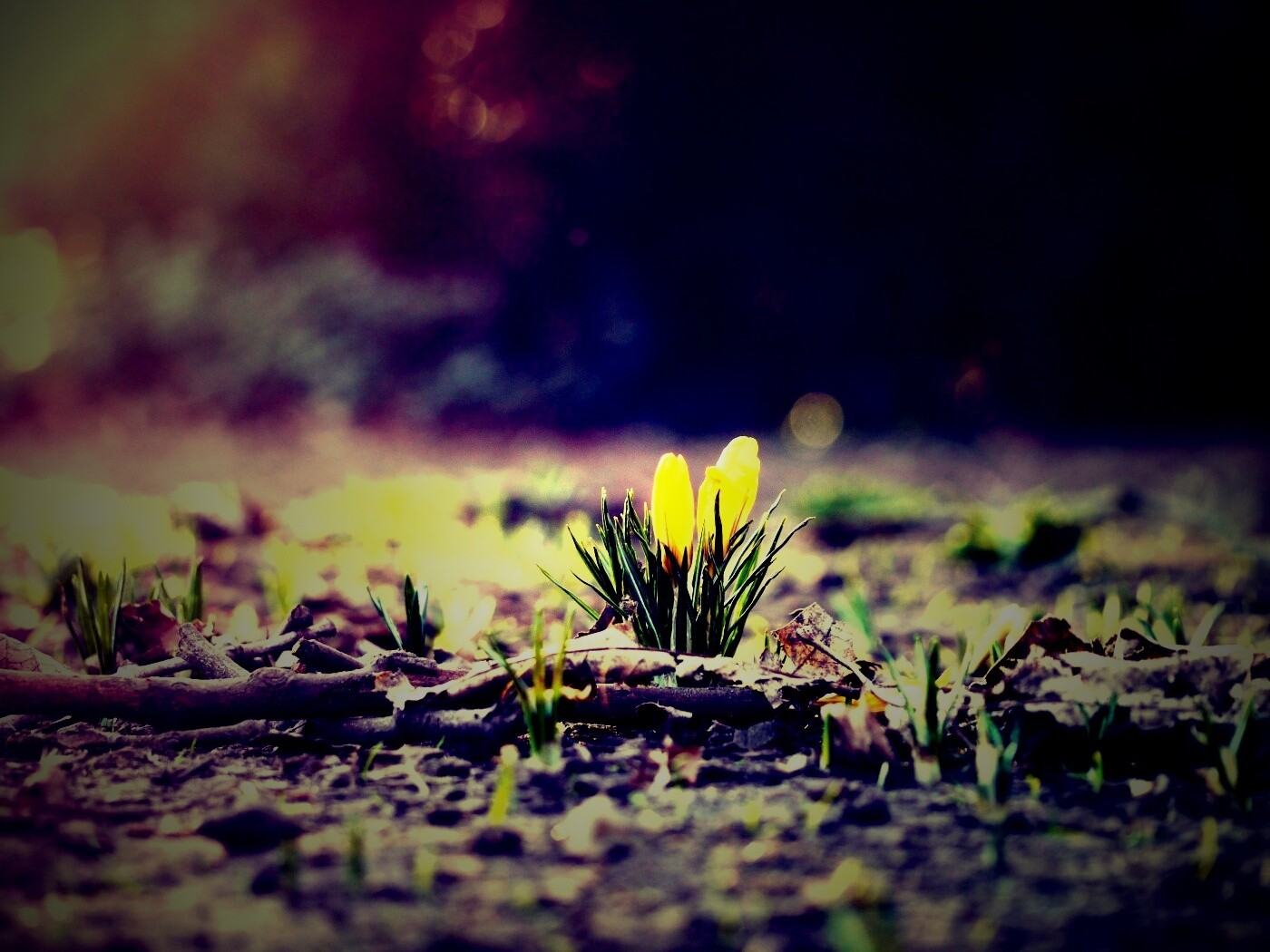 Весенняя трава и цветы обои