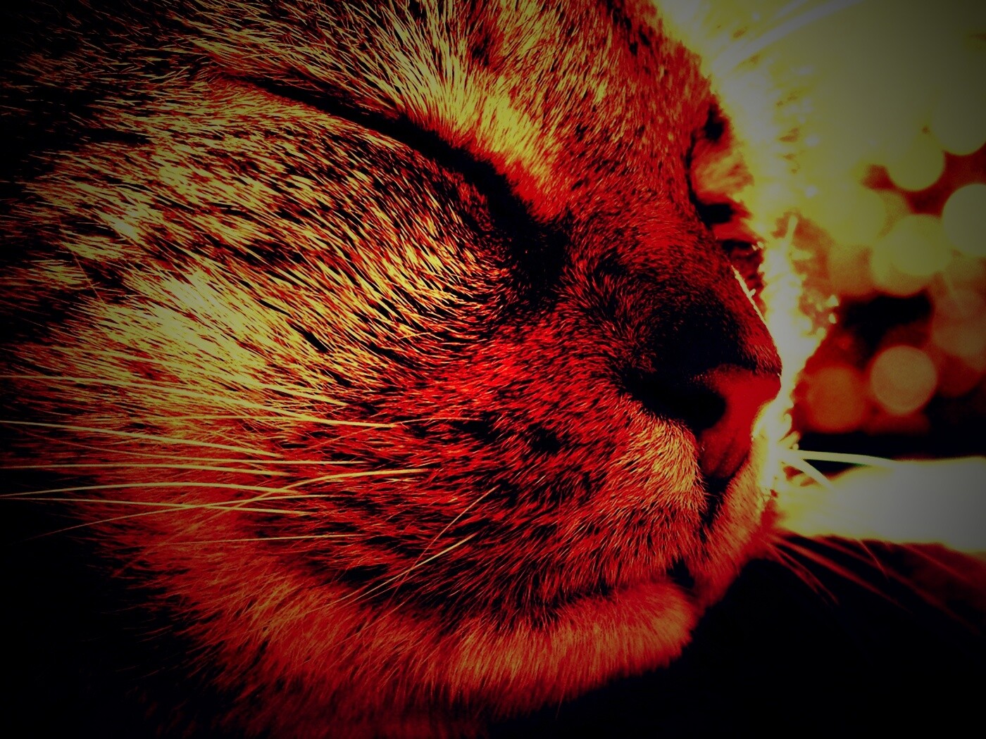 Спящий на солнце рыжий кот обои