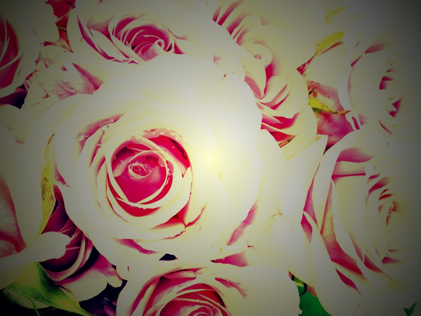 Букет розовых роз обои