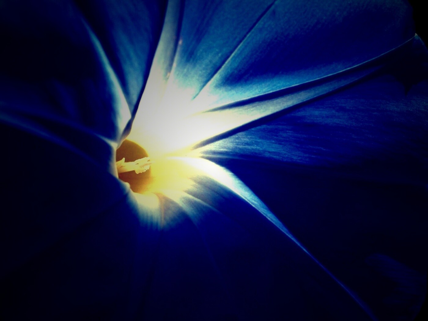 Нежный голубой цветок обои