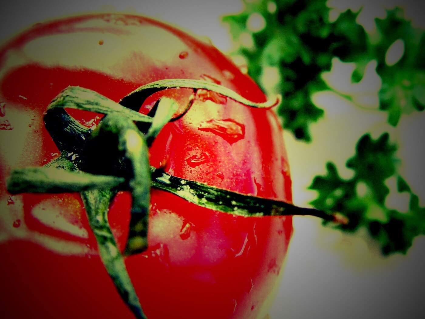 Свежая помидорка обои