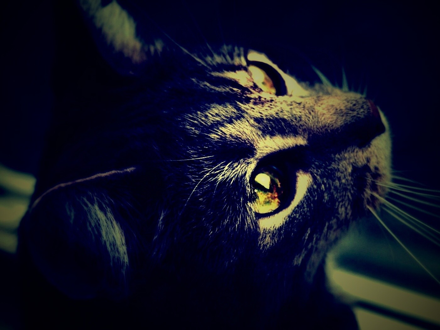 Кот с желтыми глазами обои