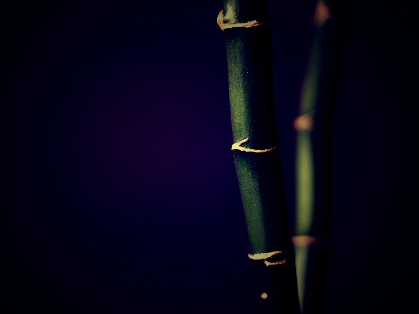 Макро фото стебля бамбука обои