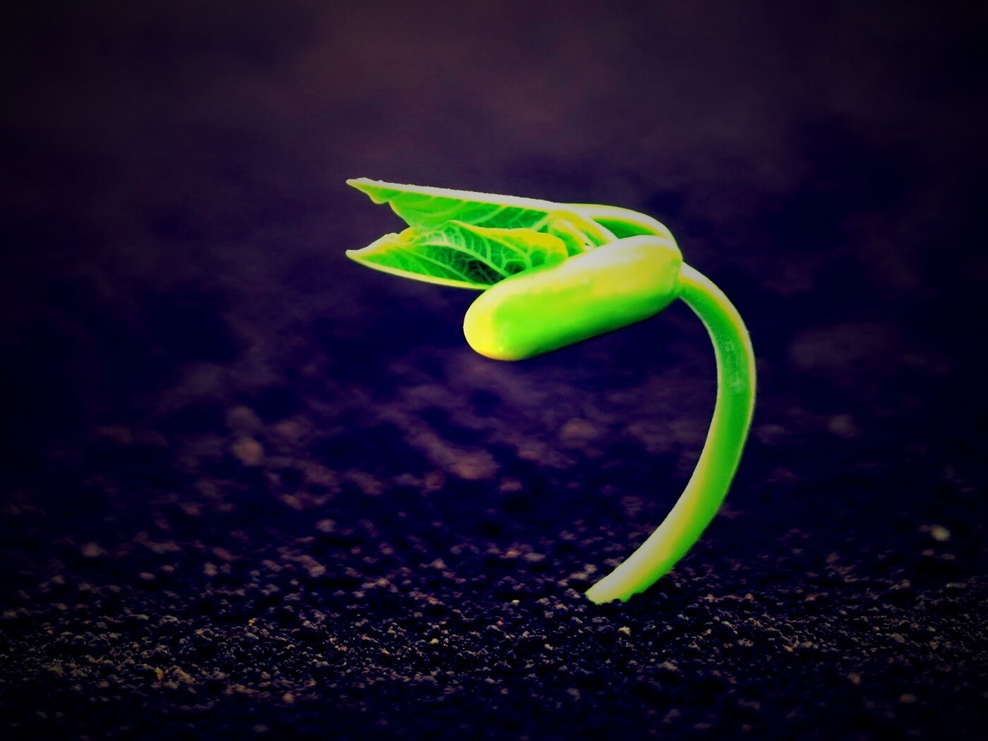 Макро фото зелёного росточка обои