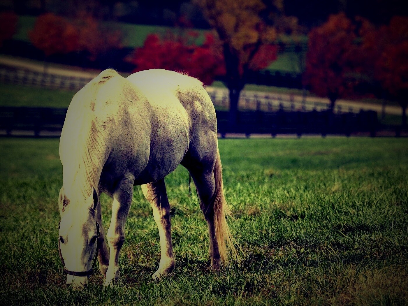 Красивая белая лошадь обои
