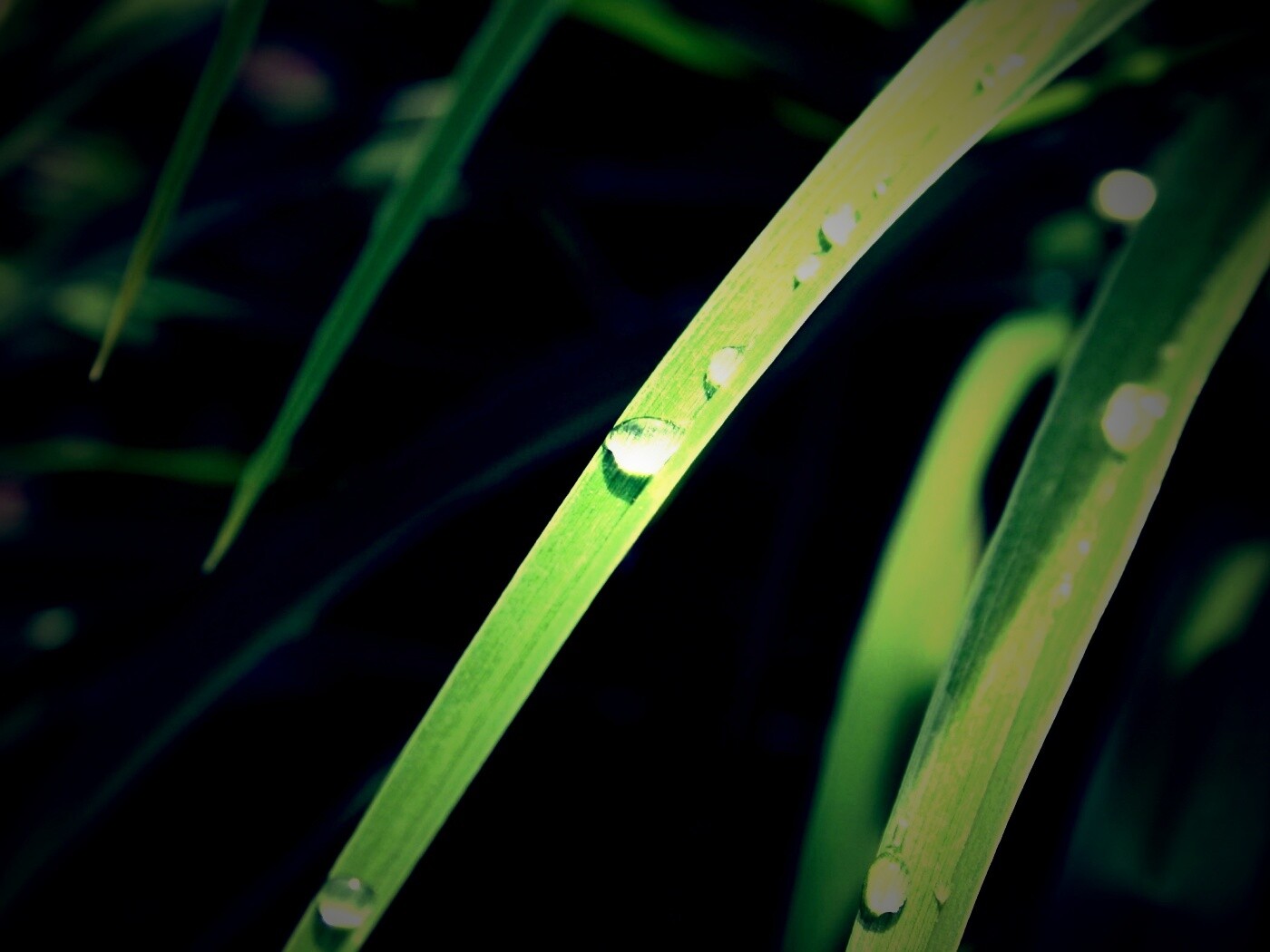 Капли росы на траве обои