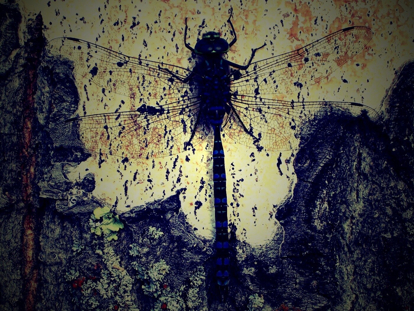 Стрекоза на дереве обои