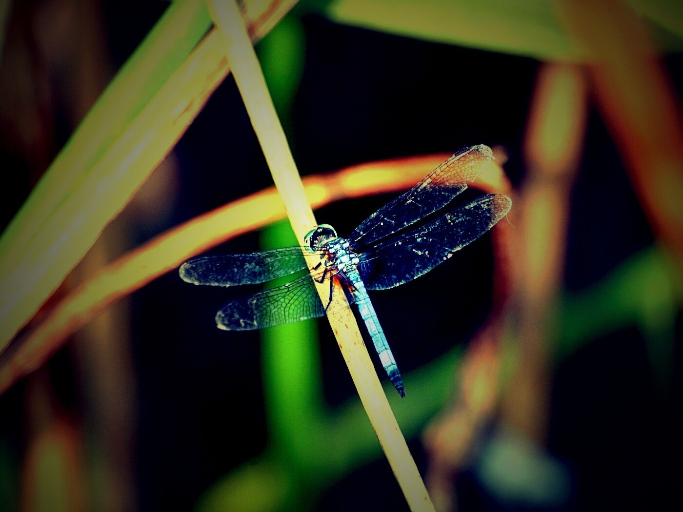 Стрекоза на тарвинке обои