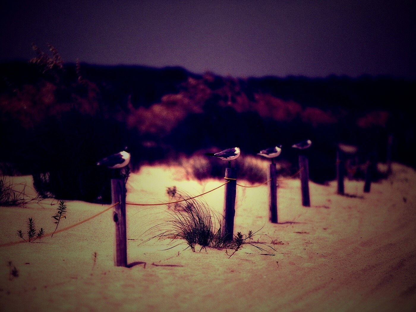 Птички на столбиках обои