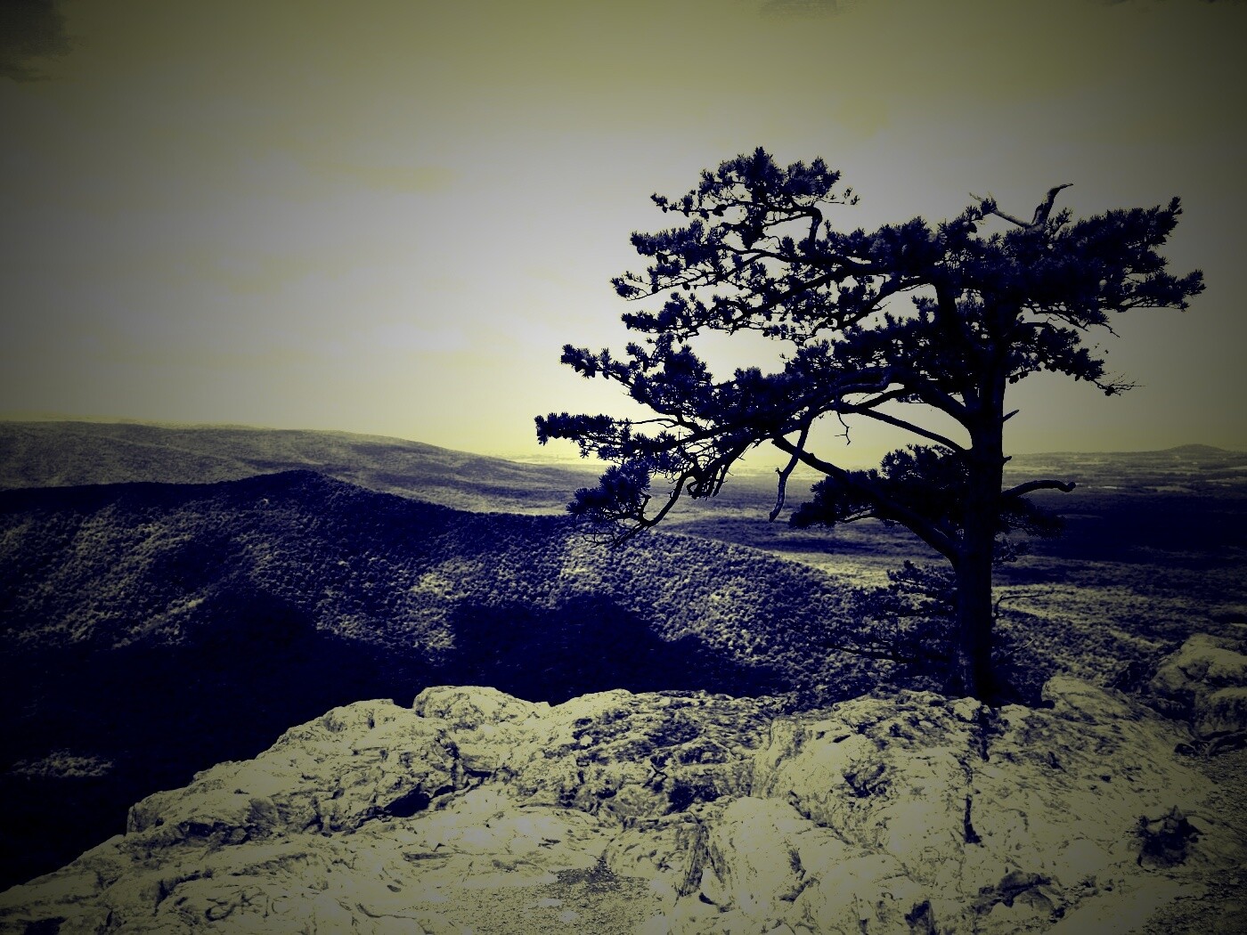 Горное дерево в черно-белых тонах обои