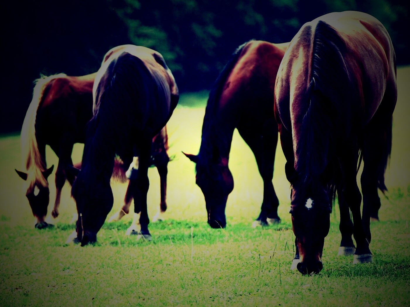 Время пощипать травку обои