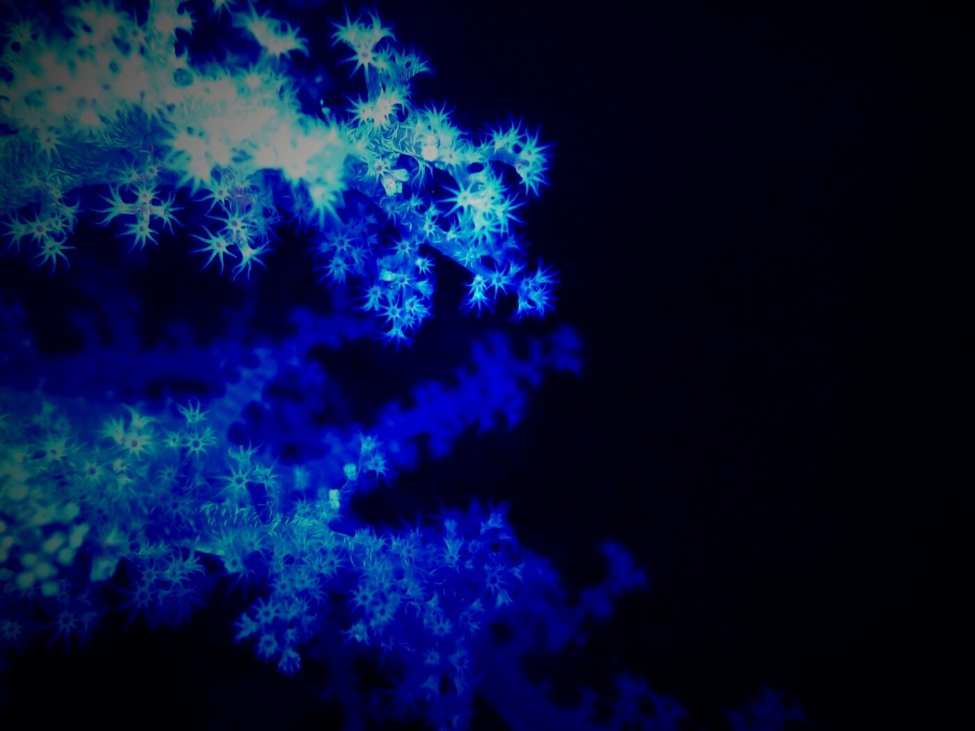 Кораллы обои