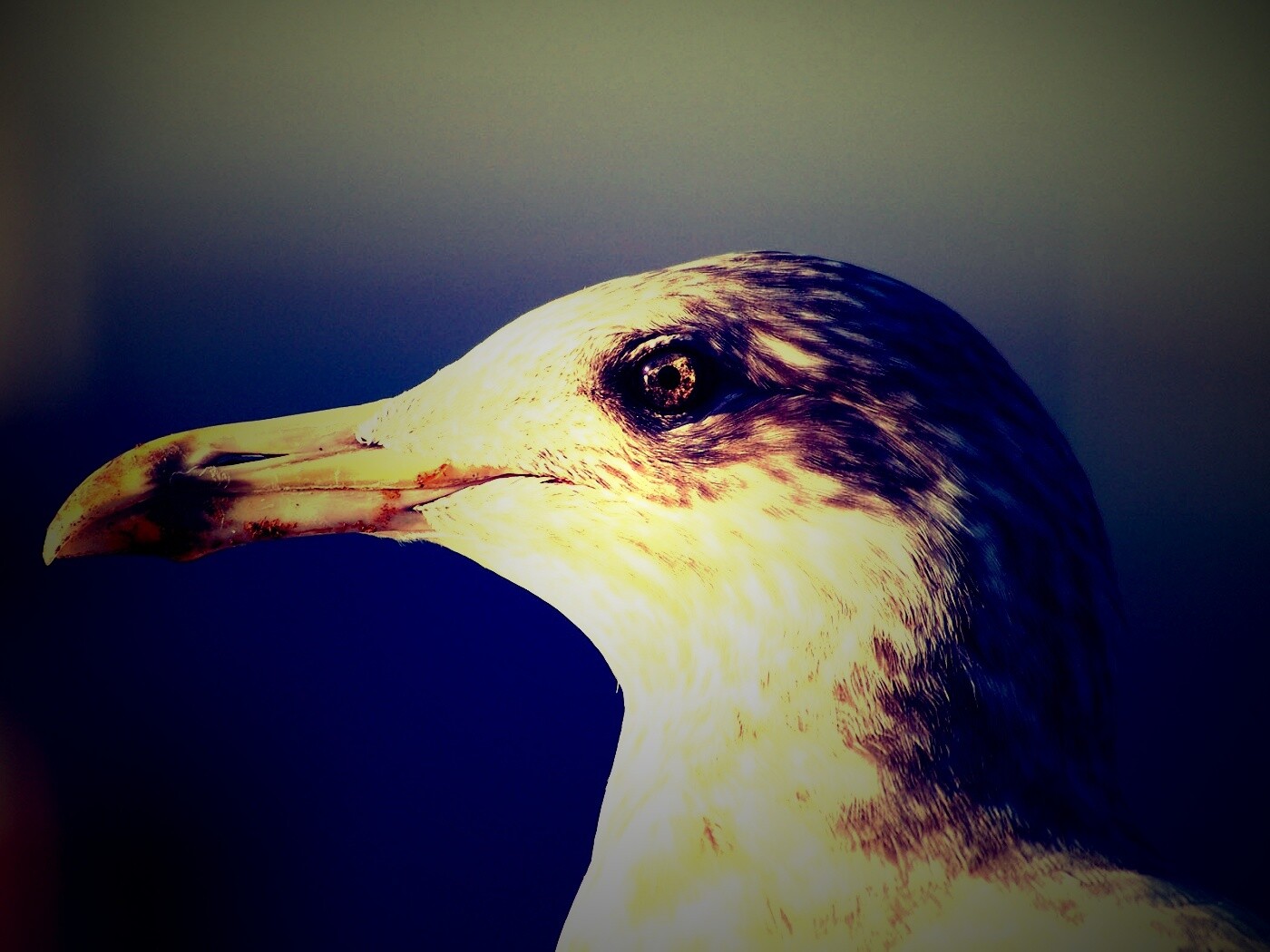 Птичка с длинным клювом обои