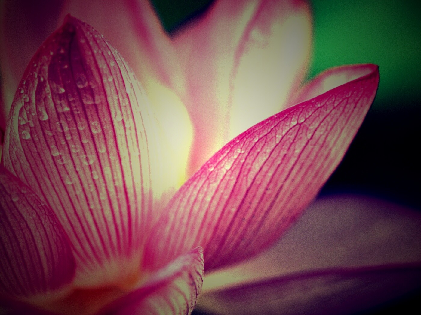 Лепестки цветов обои