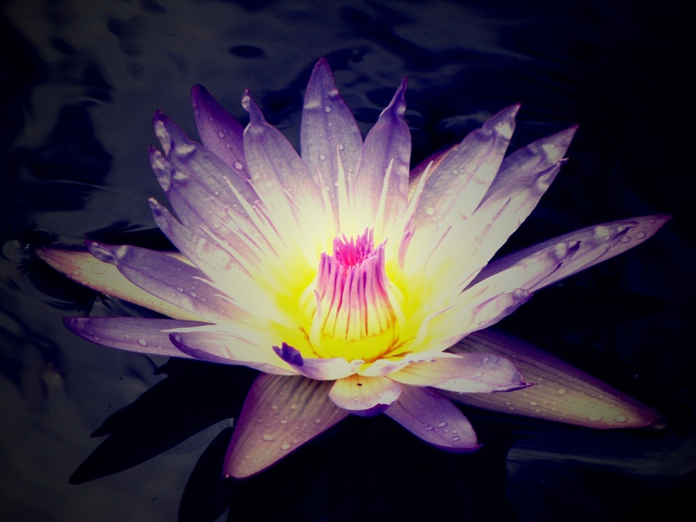 Водный цветок обои