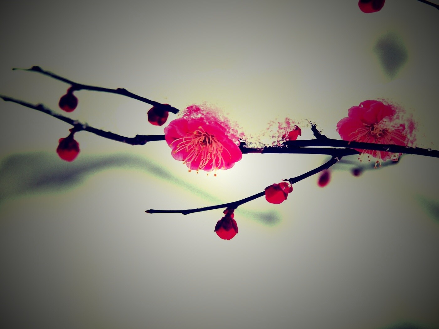 Цветы под снегом обои