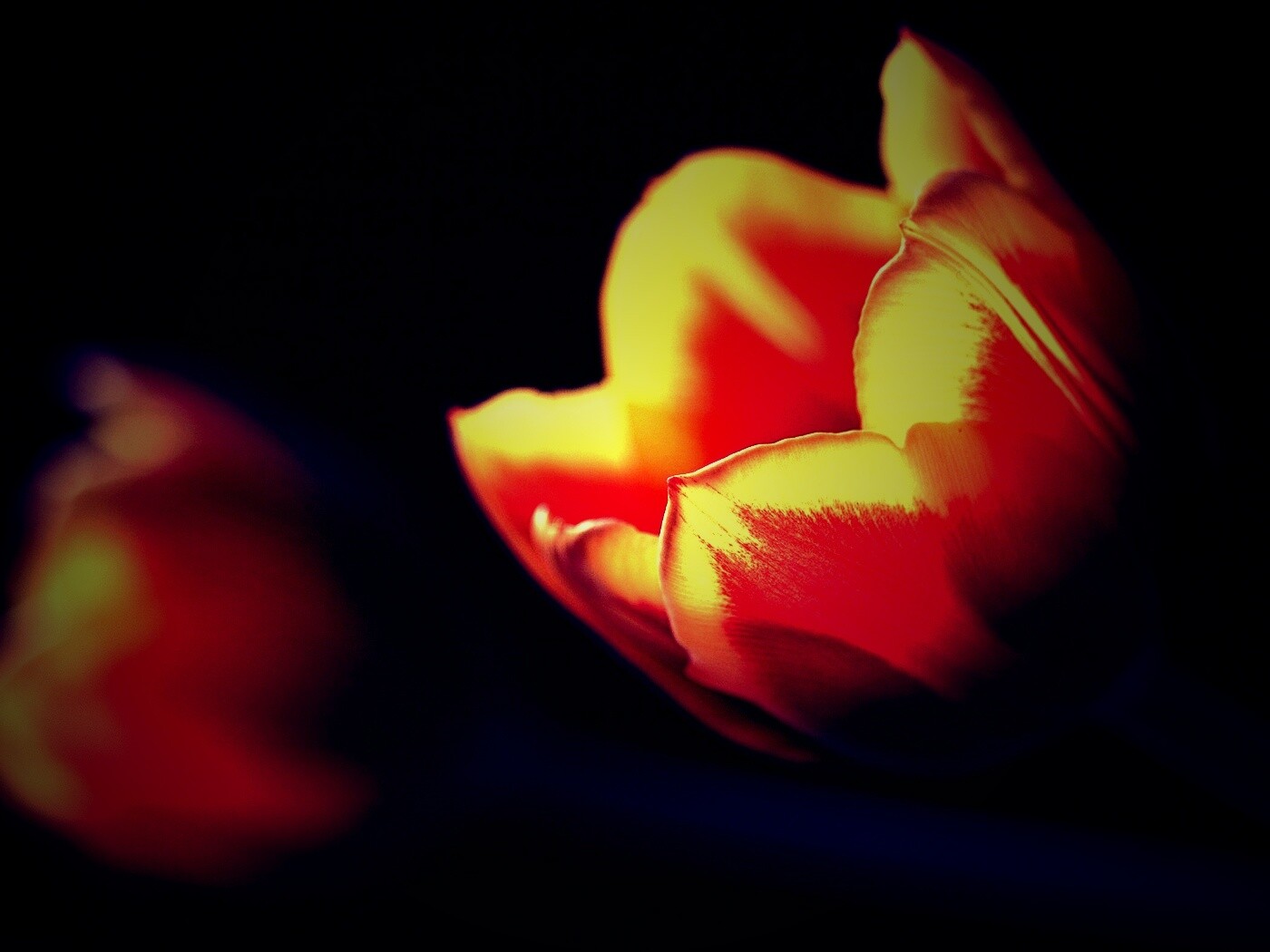 Тюльпаны в темноте обои