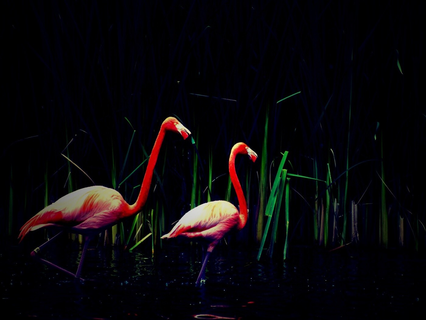 Красивые розовые фламинго на озере обои
