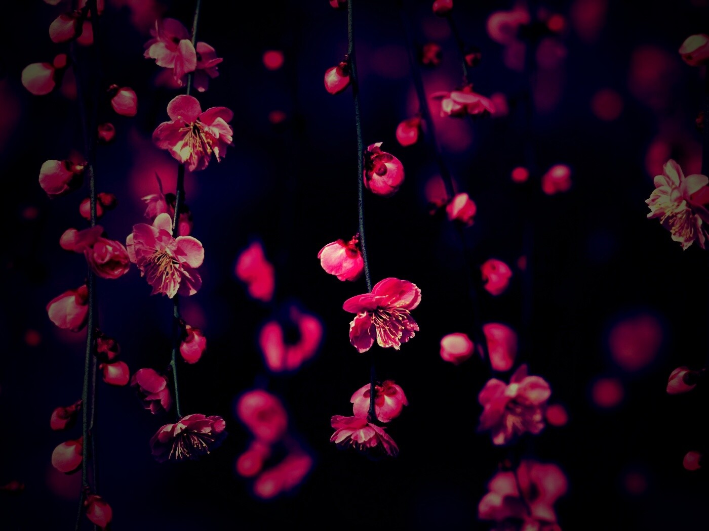 Веточки цветущего дерева обои