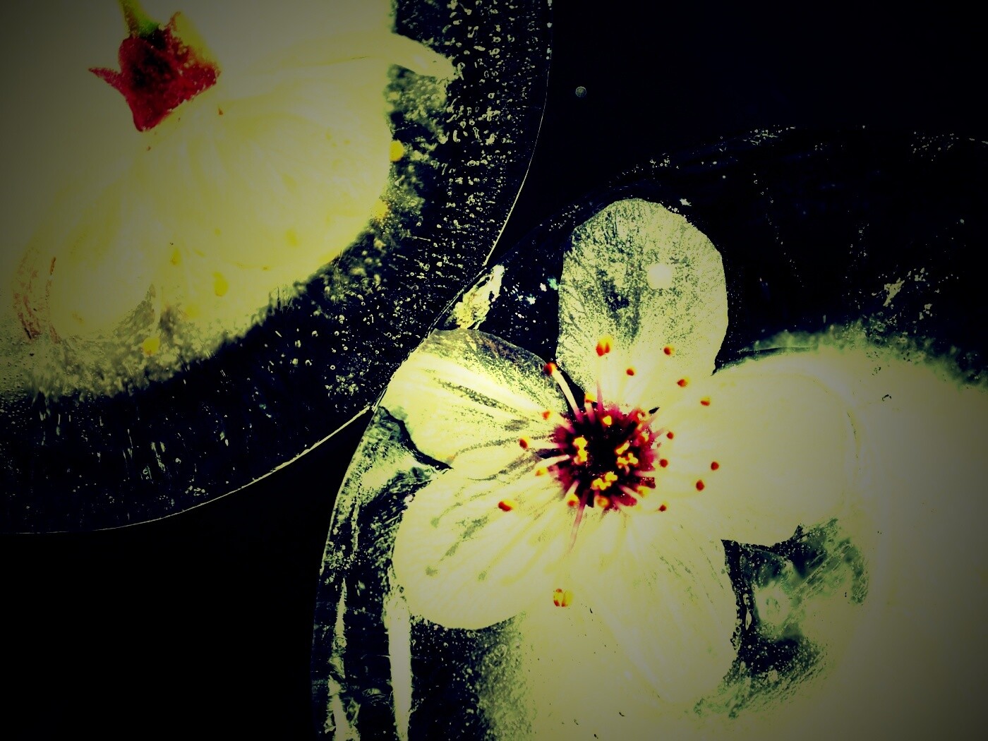 Цветы вишни во льду обои