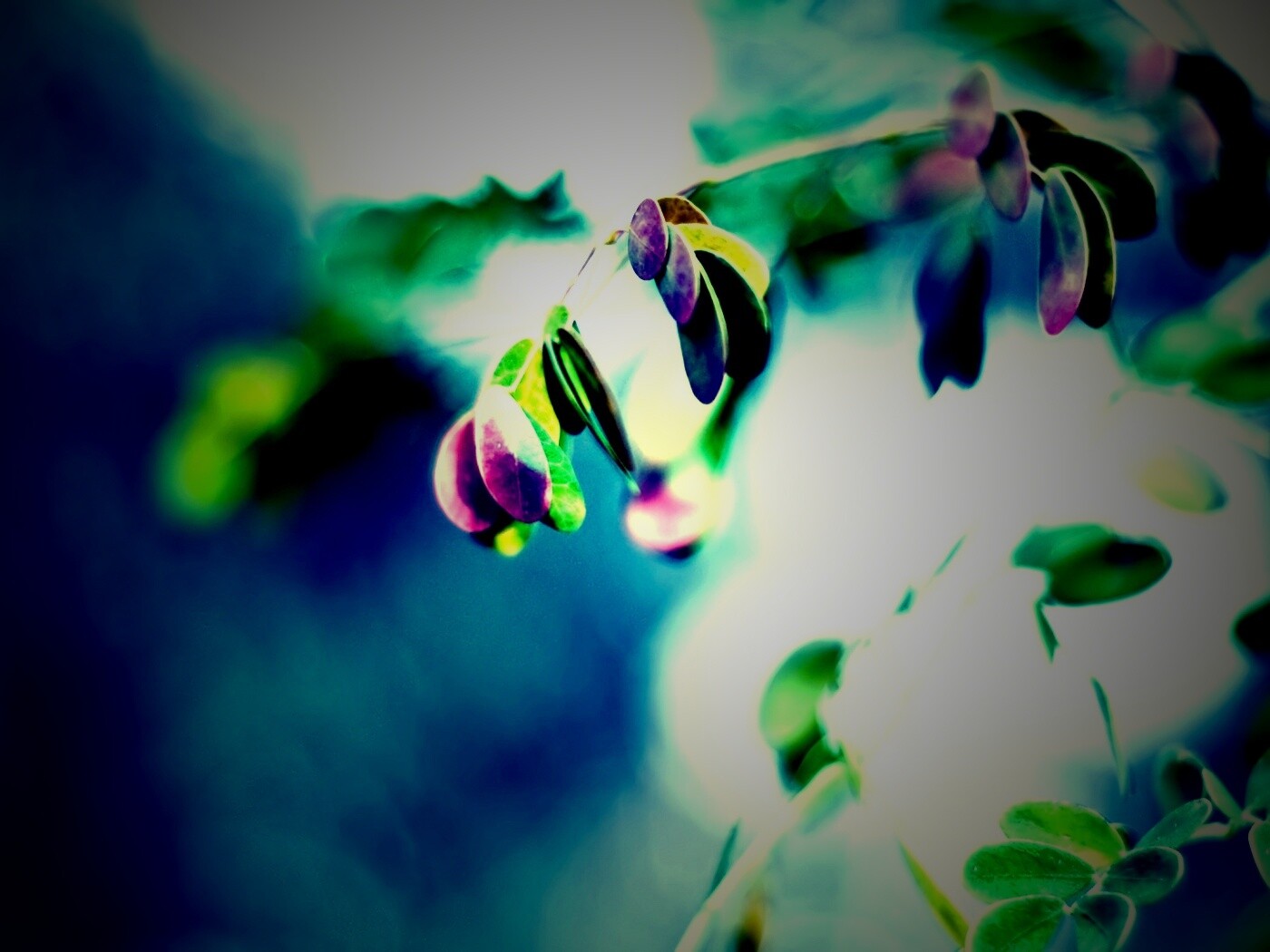 Фиолетовые листья обои