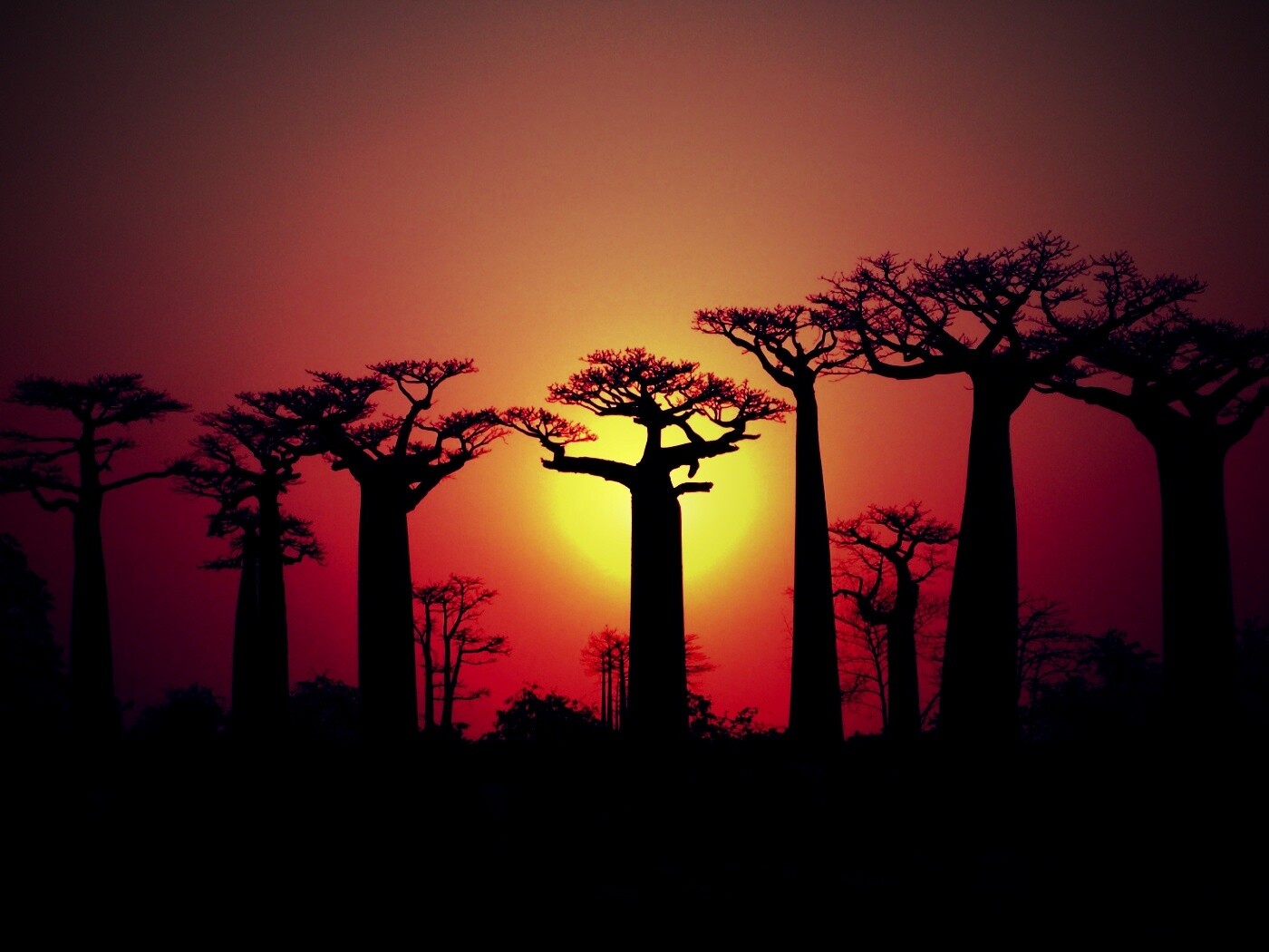 Баобабы на закате обои
