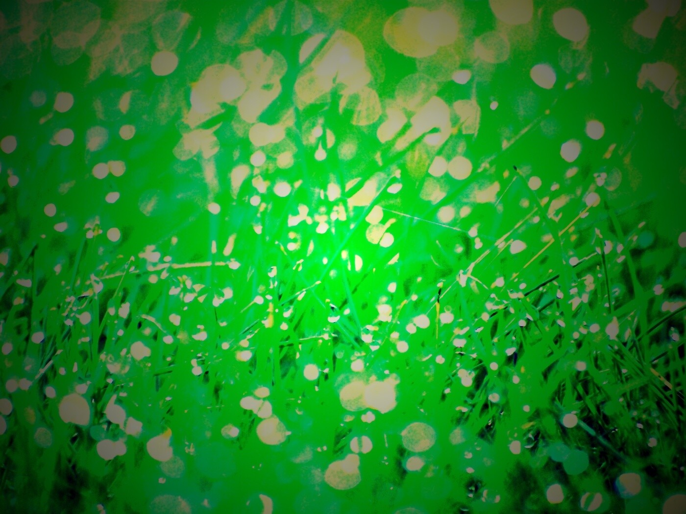 Трава в росе обои