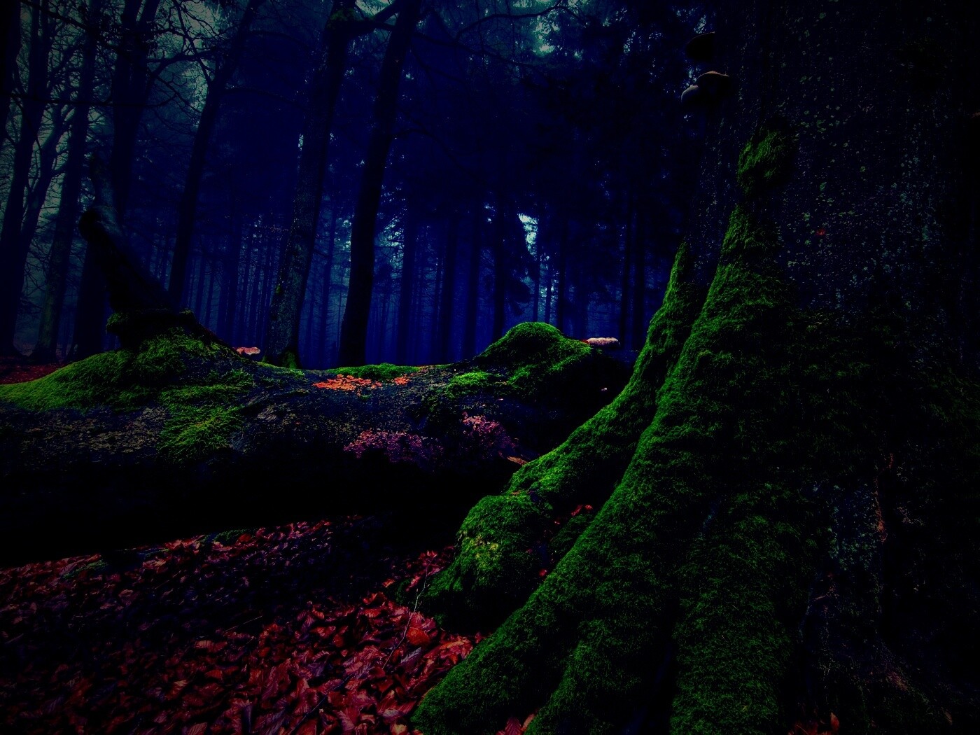 Дерево, поросшее мхом обои