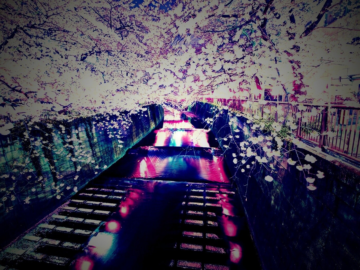 Река и цветение сакуры обои