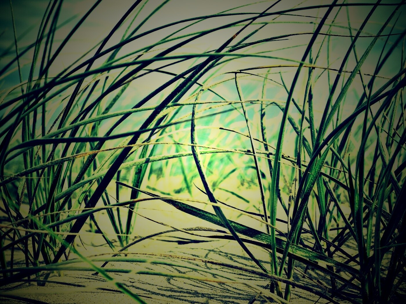 Трава на песке обои