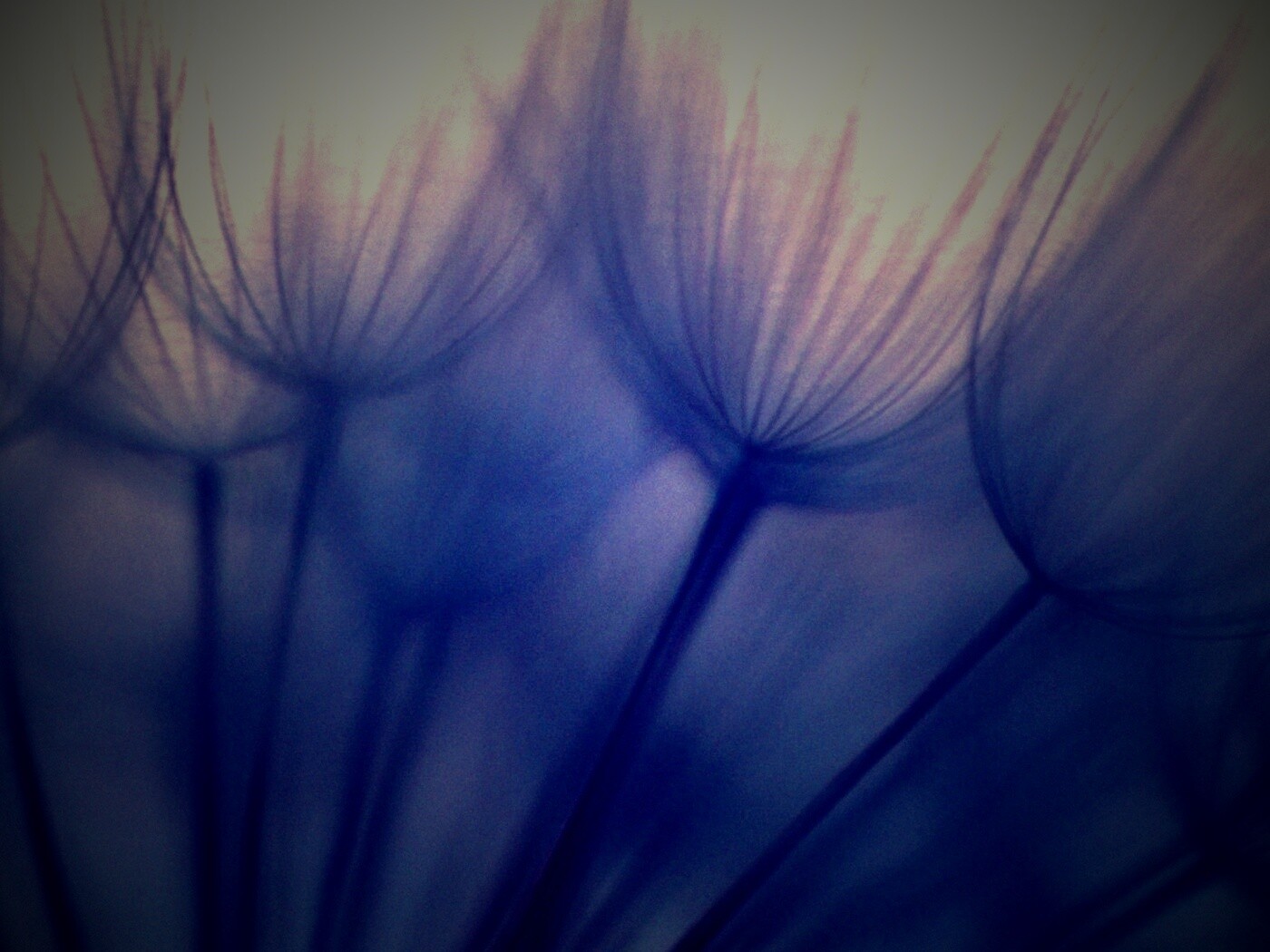 Рисунок одуванчика обои