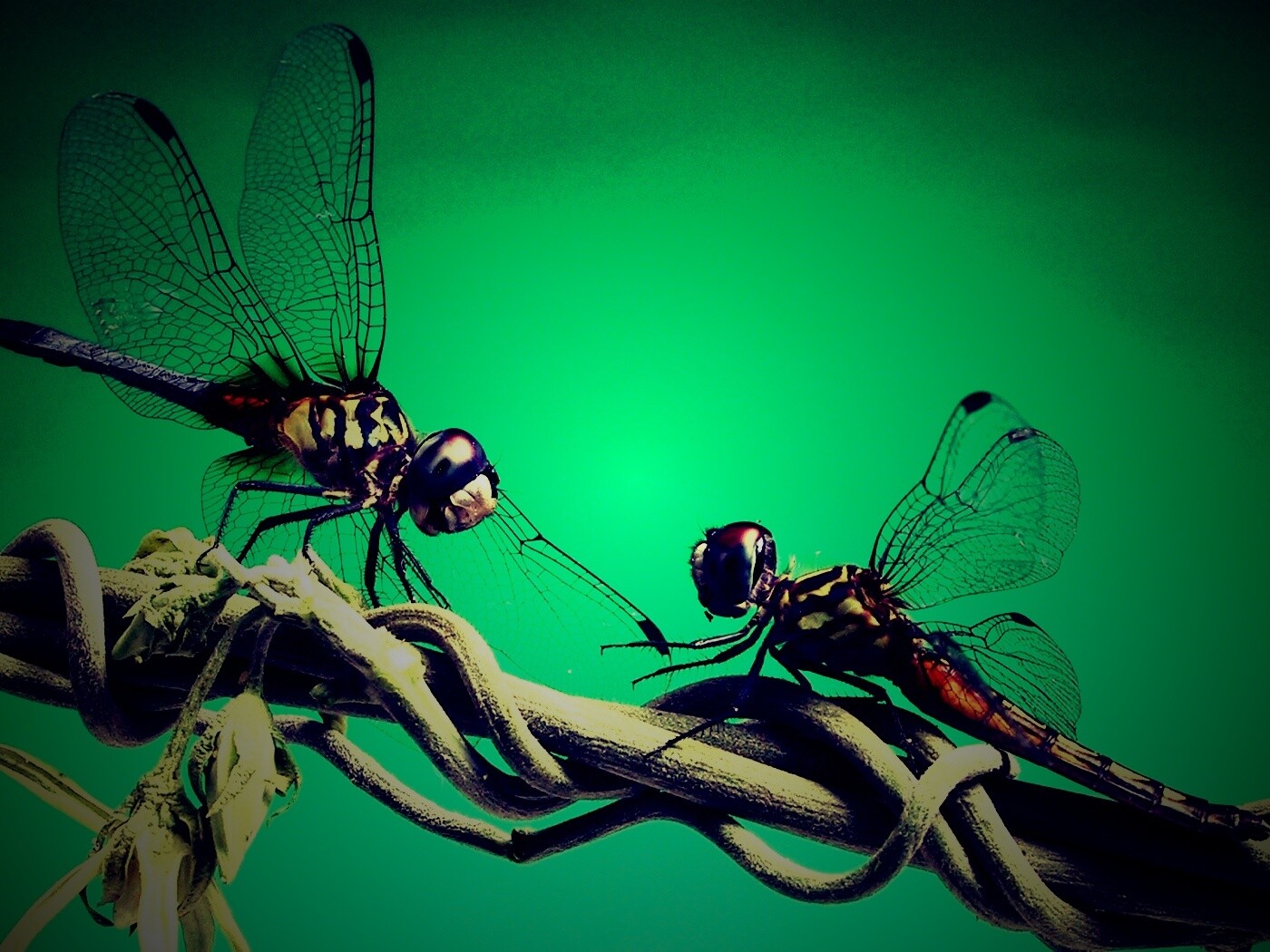 Две стрекозы обои