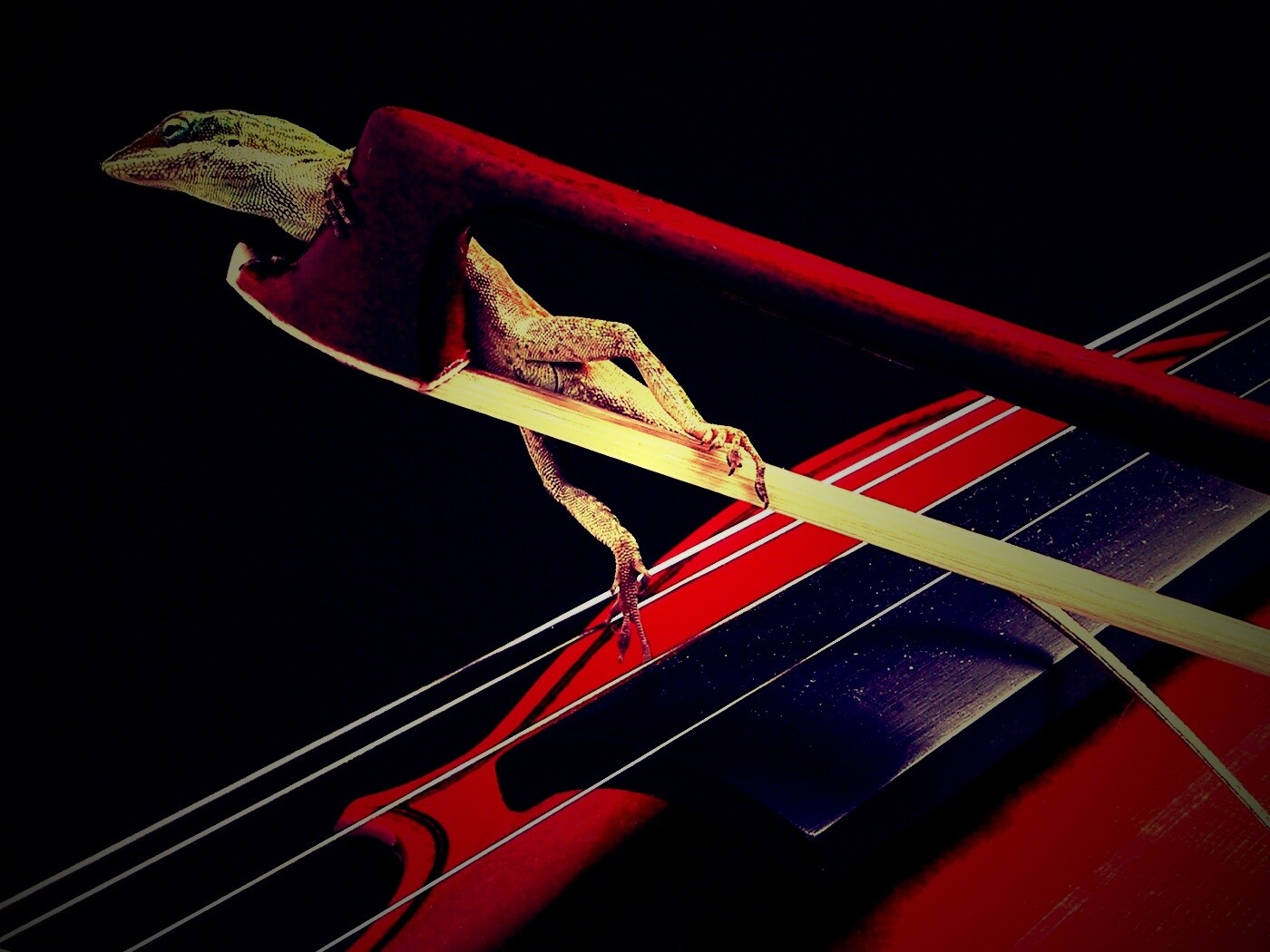 Ящерка на виолончели обои