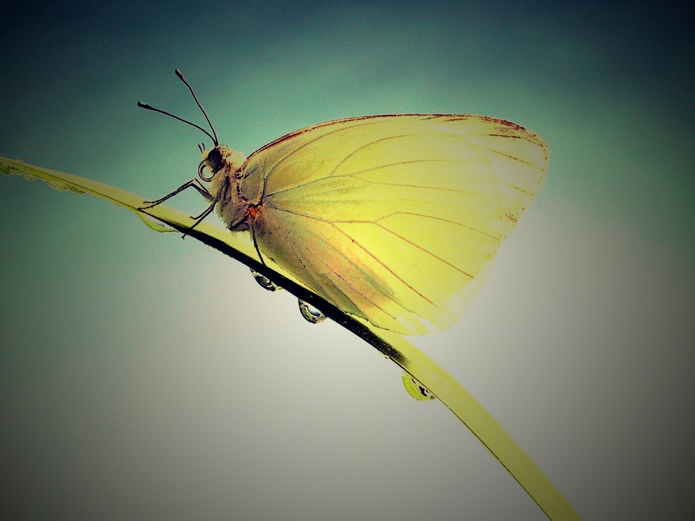 Жёлтая бабочка на стебельке обои