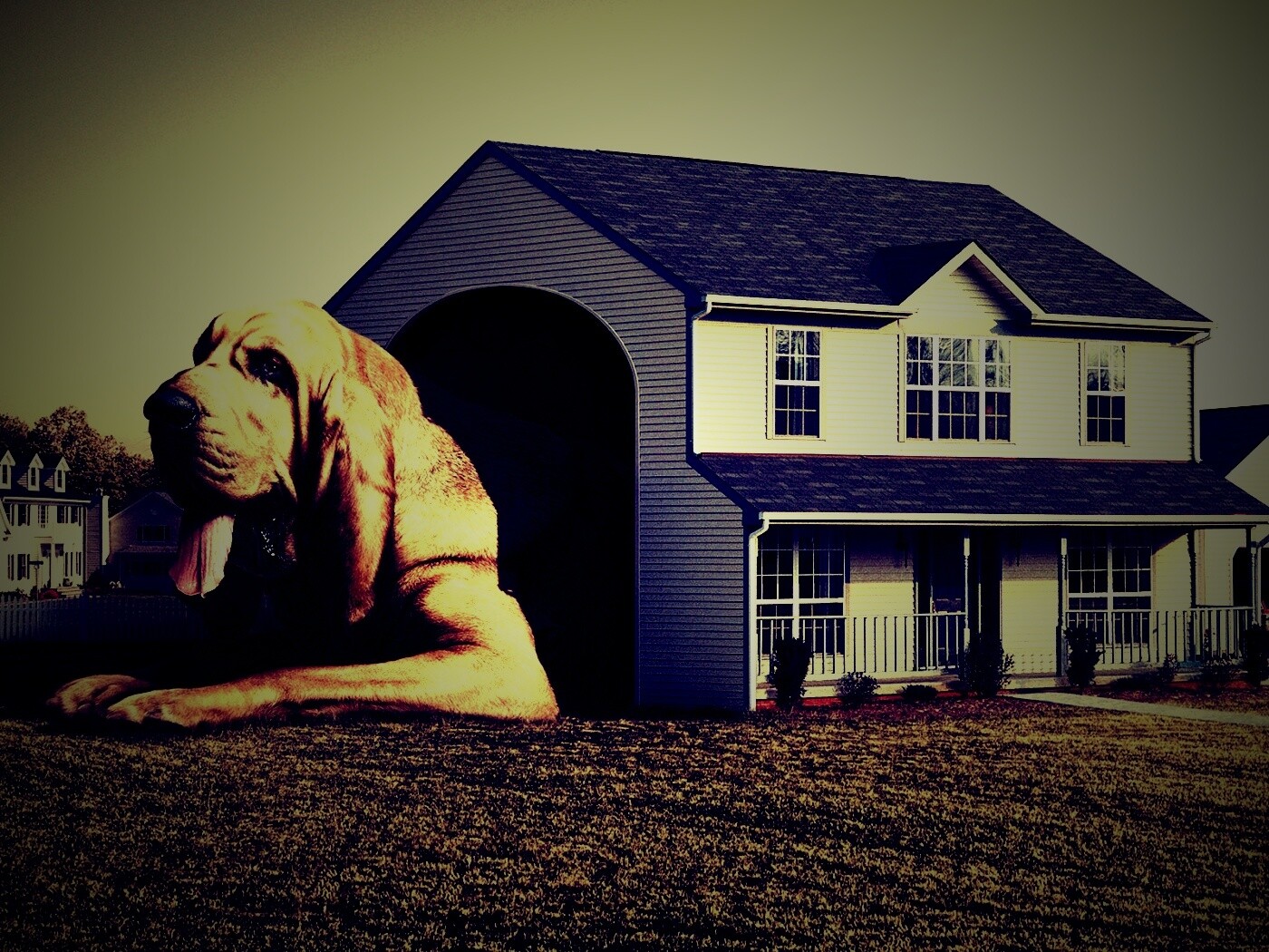 Действительно большая собака обои