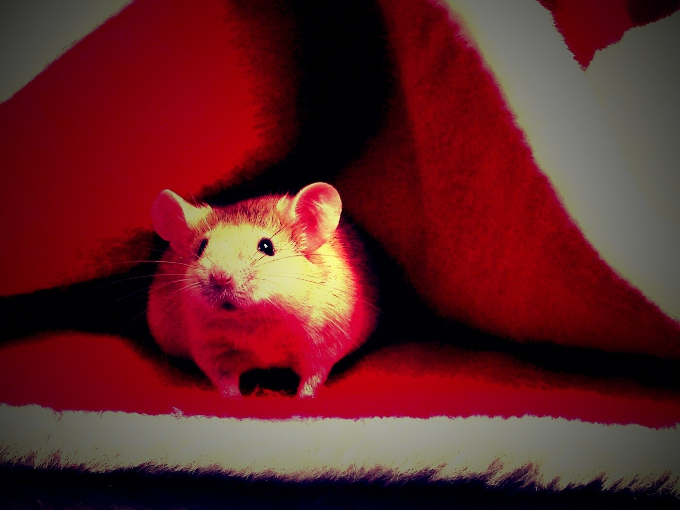 Толстый новогодний мышонок обои