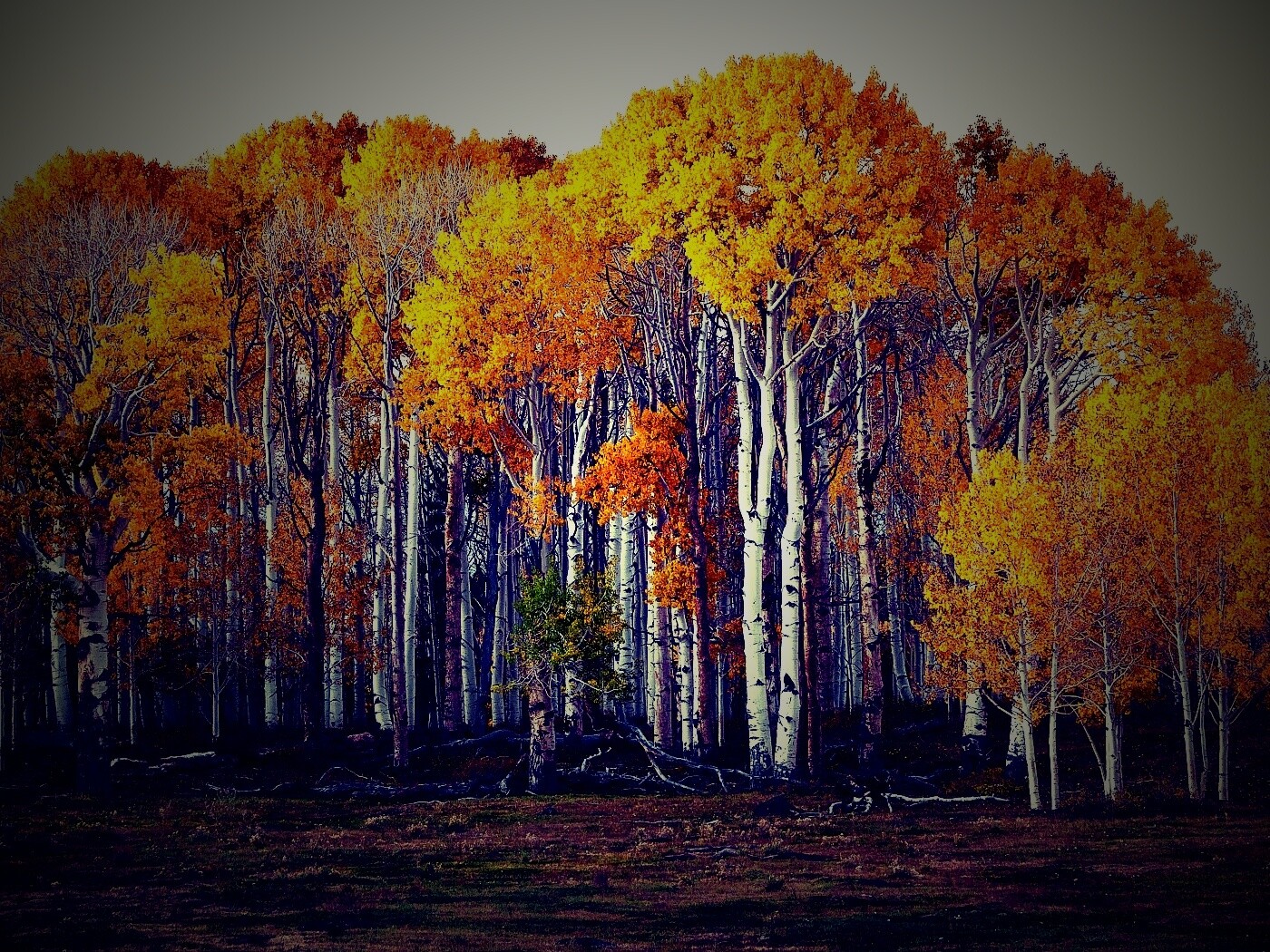 Пожелтевшая березовая роща обои