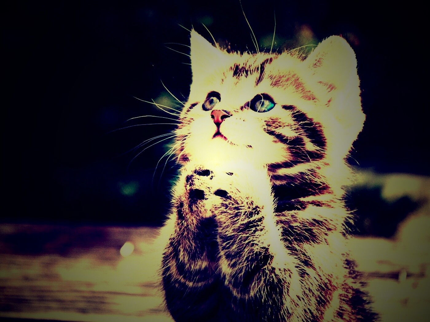 Непередаваемо прелестный котенок сложил лапки обои